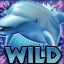 Wild Dolphin Reef